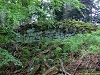 rando_ring07