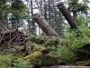 rando_ring11