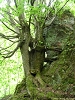 rando_ring33
